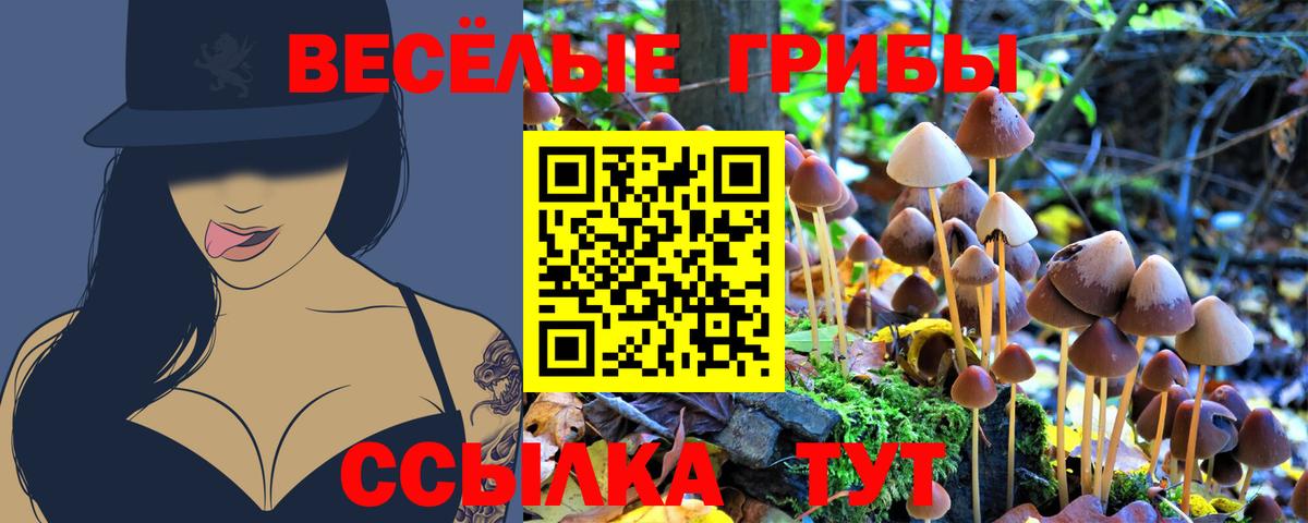 Малгобек  Псилоцибиновые грибы Psilocybe  Вход с VPN 